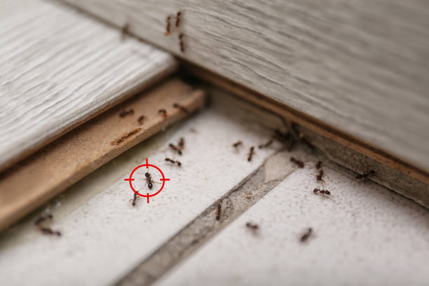 Best Wasp Removal Services  in Coalinga, CA