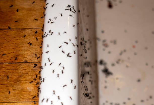 Best Emergency Pest Control  in Coalinga, CA
