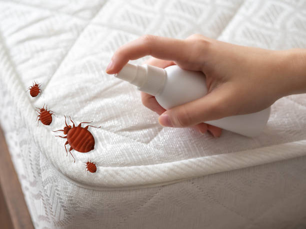 Best Ant Control Services  in Coalinga, CA